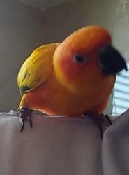 רמה גבוהה מאוד אצלי מגוזל