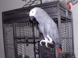 תוכי ג'אקו בן 5 שנים