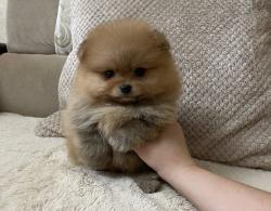 גורי פומרניין בצבע קרם נמסרים