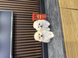 גורים פומרניין לבנים כולל חיסונים דובי