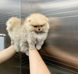 גורי פומרניין דובי בצבע קרם