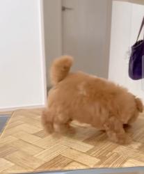 לאה היא פודל מקסימה בת