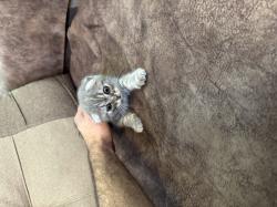 גורי סקוטיש פולד, זכרים ונקבות, זמינים