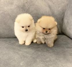 גורי פומרניין דובי בצבע קרם