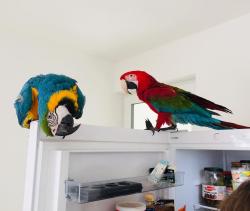 יש לנו תוכים מקסים המחפשים בית חדש