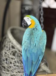 ארה בלו& גולד האכלת יד