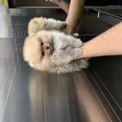 גורי פומרניין דובי בצבע קרם