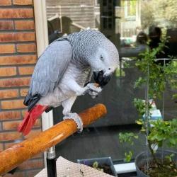 תוכים אפריקאים מקסימים לאימוץ חינם