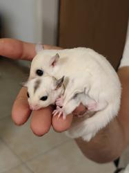 שוגרים צעירים בני שלושה חודשים