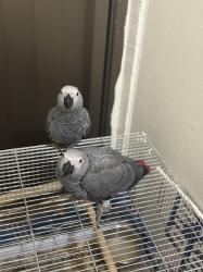 גאקו בן 3 חודשים שתי גוזלים יפות