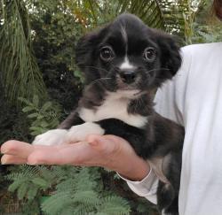 פפיון בשילוב פקינז, בת חודשיים,