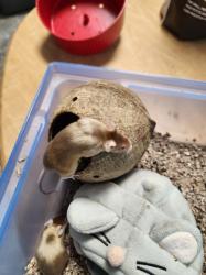 מיני עכברים בני חודשיים למכירה