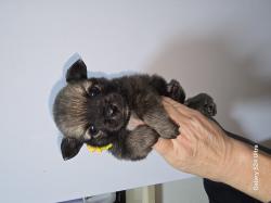 5 גורים מעלפים ויפים עם