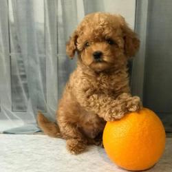 גורי פודל חמודים ומקסימים לאימוץ