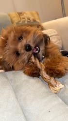 גורי שיפו רמה גבוהה