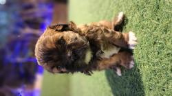 גורי שיפו צבעים מיוחדים נדירים