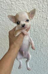 גורי ציוואוואה ננסי קטנים בני