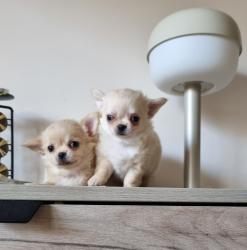 גורי ציוואווה