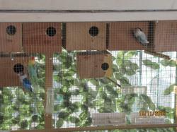 ברשותי זוגות פישרים וציפורי אהבה