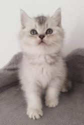 גורים סקוטים עם פרווה קצרהזכרים