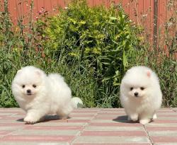 גורי פומרניאן מקסימים לאימוץ חינם