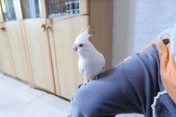 תוכי קוקטייל לבן עם עיניים