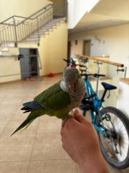 קוואקר האכלת יד חמוד מאוד