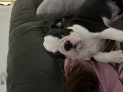 גורים עם תעודות יוחסין יש