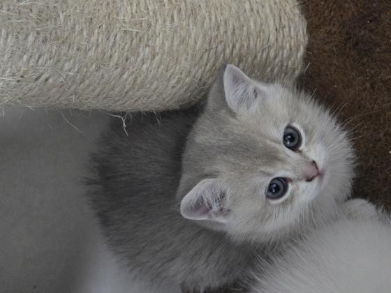 חתולים בני שבועיים, יפים, נוחים,