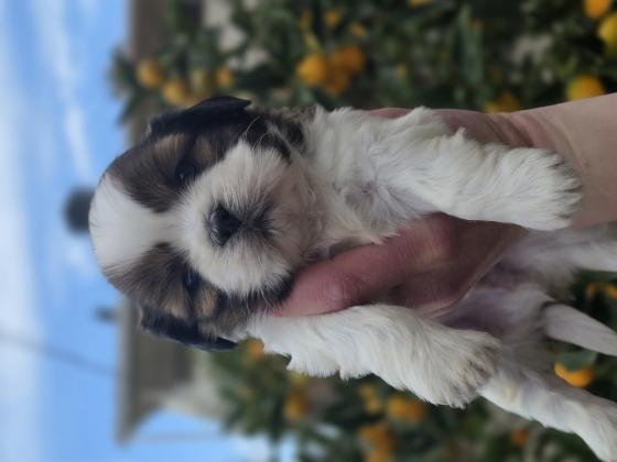 גורי שיצו מהממים ברמה הכי