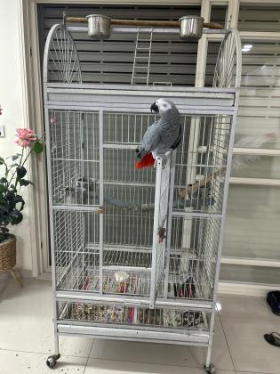 תוכי ג'אקו בן 4 לא