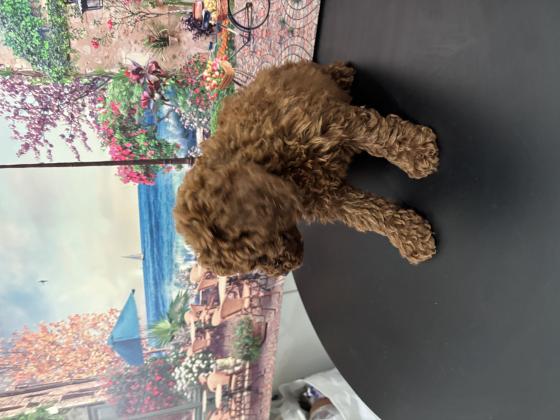 גורי פודל טוי מהממים אחרי