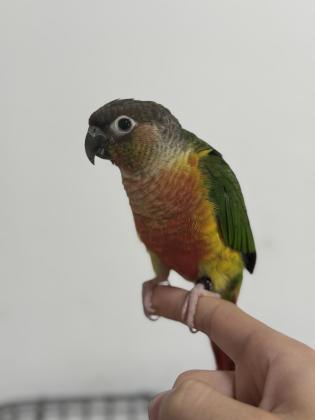 קוניור גרין צ’יק האכלת יד