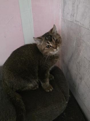 גורים סרוטי בני 4 חודש