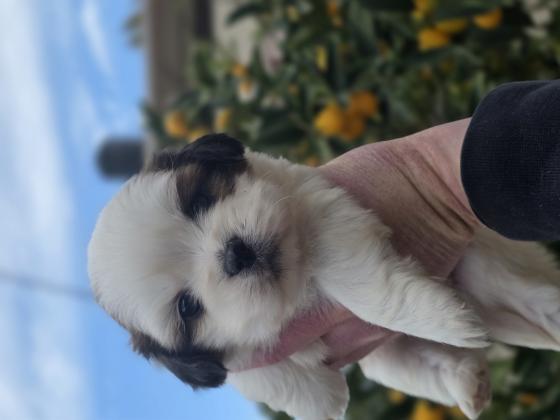 גורי שיצו מהממים ברמה הכי