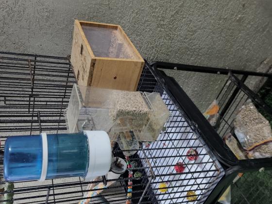 תוכי קוקטייל עם כלוב גדול מאובזר