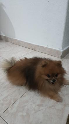 זכר יפיוף ומנוסה מחפש זיווג