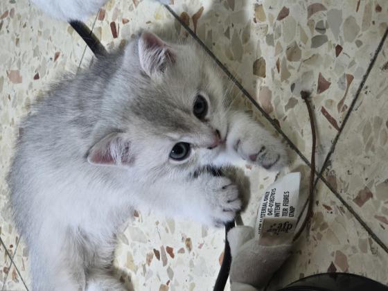 גורי חתולים בניי חודשיים מגזע