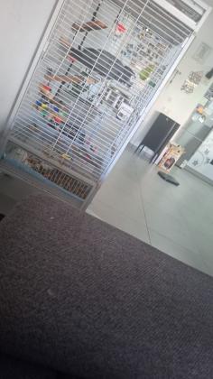 ג'אקו אפור עם זנב אדום,