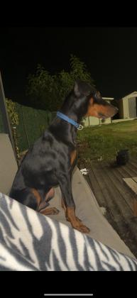 גור דוברמן בן 6 חודשים