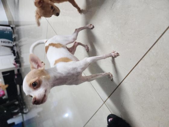 מיילו בן 7 חודשים כלב