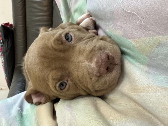 גור פיטבול כמעט בן חודשיים