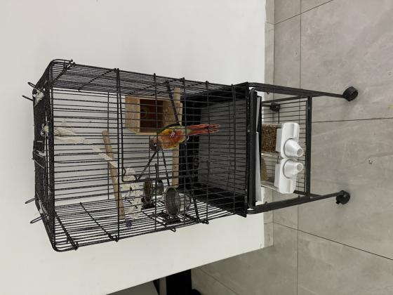 קוניור גרין צ’יק האכלת יד