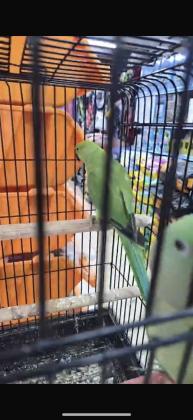 דררה האכלת יד(מאולפת) בן 3