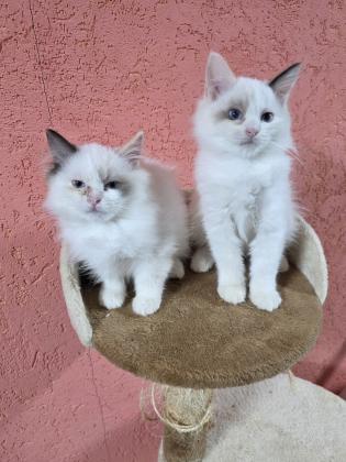 2 גורות רגדול בגיל 2