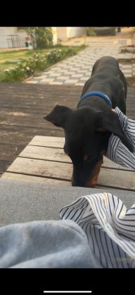 גור דוברמן בן 6 חודשים