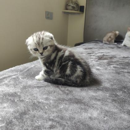 גורים סקוטי פולד מרגלים לאוכל