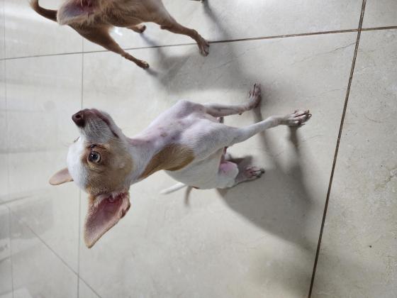 מיילו בן 7 חודשים כלב