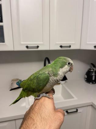 תוכי קווקאר האכלת יד סקרן וחכם לא נושך