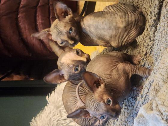 חתולים ספינקס בני חודש מיוחדים